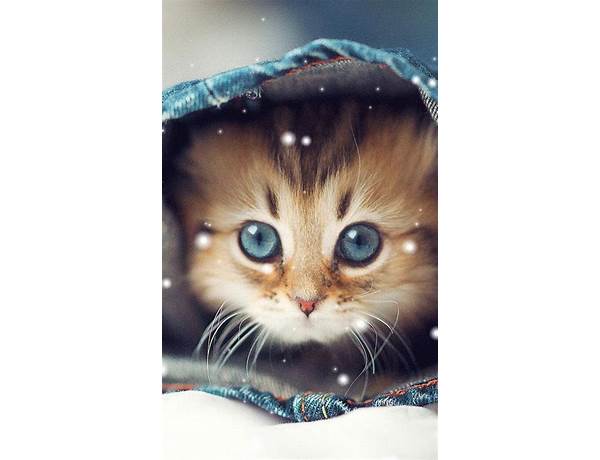 Cute Cat Wallpaper for Android - Download the APK from Habererciyes
